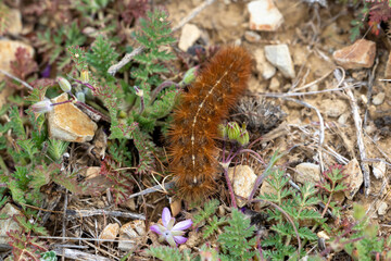 Moth caterpillar on greens eating in spring time