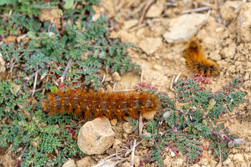 Moth caterpillar on greens eating in spring time