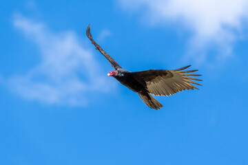 Turkey vulture buzzard flying in cloudy blue sky