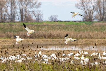 Snow geese at a lake during winter migrations