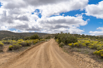 Fototapeta na wymiar Dirt road through BLM land in spring with cloudy blue sky and wildflowers