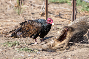 Turkey Vulture Buzzard in a vineyard looking at dead wild pig waiting for dinner