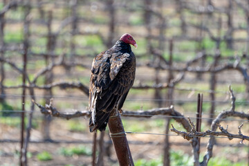Turkey Vulture Buzzard in a vineyard looking at dead wild pig waiting for dinner