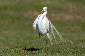 Great White Egret Walking on Grass