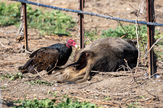 Turkey Vulture Buzzard in a vineyard looking at dead wild pig waiting for dinner