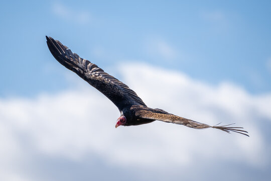 Turkey vulture buzzard flying in cloudy blue sky