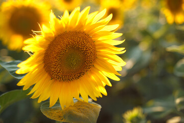 Large yellow sunflowers bloomed on a farm field in summer. The agricultural industry, production of sunflower oil, honey. Healthy ecology organic farming, nature background.