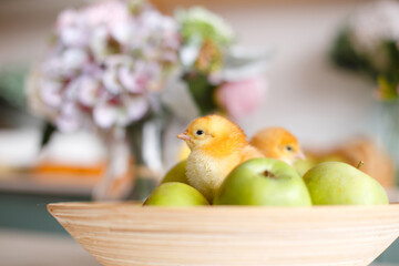 Little brownish-yellow chickens in a wooden plate with green apples. Easter.