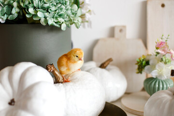 Yellow chicken on white little pumpkins. Next to a pot with a plant.