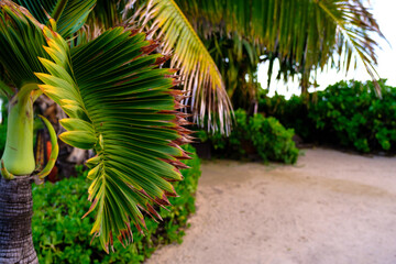 tropical palm tree