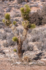 Las Vegas, Nevada, USA - February 23, 2010: Red Rock Canyon Conservation Area. Closeup of young Joshua tree set against dry bushes on desert floor.