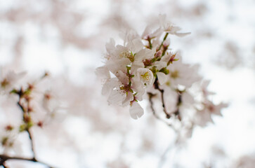 Cherry blossoms in Washington, DC