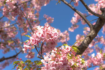 葉桜