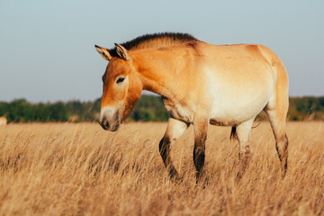 Naklejka na ściany i meble Przewalski's horse in the national park of Ukraine in the Kherson region Askania nova. A beautiful animal in the rays of the sunset. Light back.