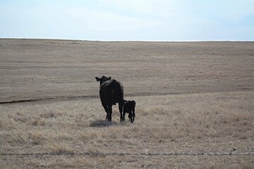 Cow with calf in a field