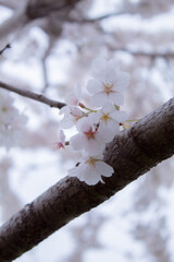 Cherry Blossoms Festival, Sakura Matsuri, Spring in DC 