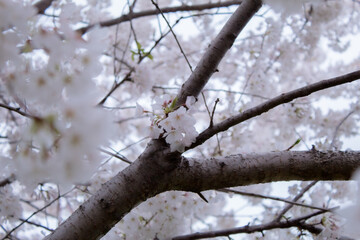 Cherry Blossoms Festival, Sakura Matsuri, Spring in DC 