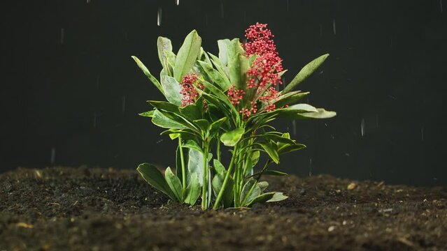 Side view of Skimmia Japonica plant in soil being watered or in rain - shot in slow motion