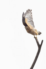 Red shouldered hawk 