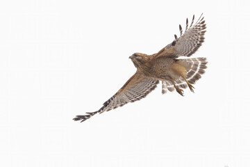 Red shouldered hawk 