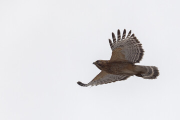 Fototapeta premium Red shouldered hawk 