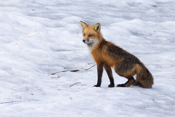 Red fox in early spring
