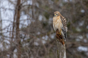 Red shouldered hawk 