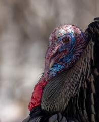Male wild turkey in early spring