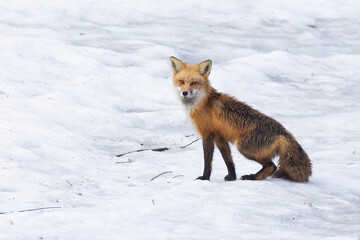 Red fox in early spring