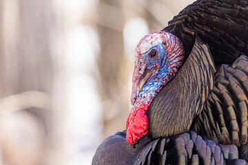 Male wild turkey in early spring