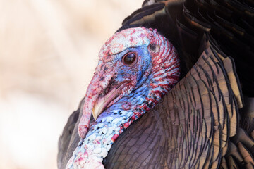 Male wild turkey in early spring