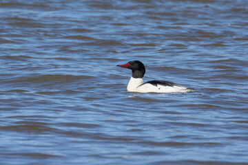 Fototapeta premium common merganser (North American) or goosander (Eurasian) (Mergus merganser) in spring
