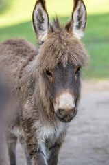 Fototapeta premium Miniature Donkey foal