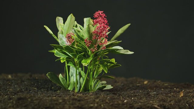 Side view of Skimmia Japonica plant with red flowers growing out of soil 
