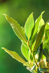 Fototapeta na wymiar Green laurel leaves on a green blurred background in the rays .Laurel leaf.Bay leaf. 