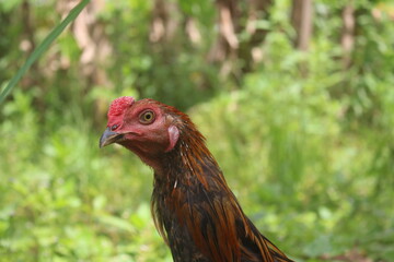 the rooster has golden feathers and a red face