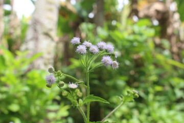 white bandotan grass flower, this grass in scientific language is Ageratum conyzoides