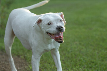 Senior white Labrador/Boxer mix female dogon green grass lawn - obrazy, fototapety, plakaty