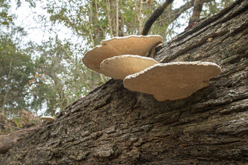 White shelf fungus mushroom on downed tree trunk