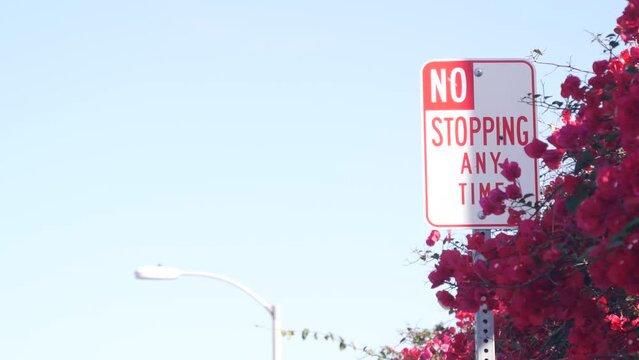 No stopping any time road sign on roadside, California city street, USA. Red flowers of bougainvillea plant, crimson floral blossom or bloom, blue sky. No parking traffic signage in America. Road trip