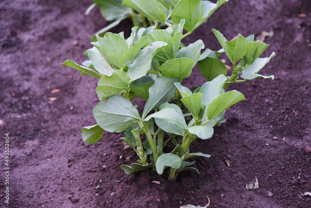 Canvas Prints Fava bean cultivation in vegetable garden. Fava bean sows in autumn, blooms from March to April, and can be harvested from May to June. 