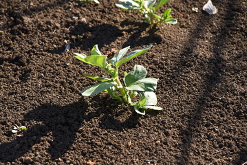 Fava bean cultivation in vegetable garden. Fava bean sows in autumn, blooms from March to April, and can be harvested from May to June. 