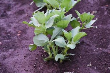 Fava bean cultivation in vegetable garden. Fava bean sows in autumn, blooms from March to April, and can be harvested from May to June. 