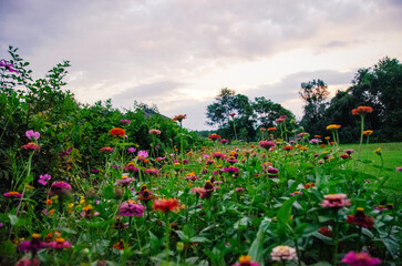 wildflowers