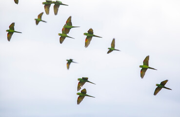 Flying flock of White Eyed Parakeets