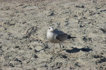 Beach Gull