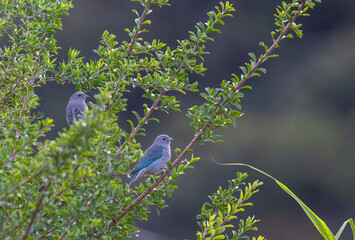 pair of blue Sayaca tanagers, garden bird from Brazil 