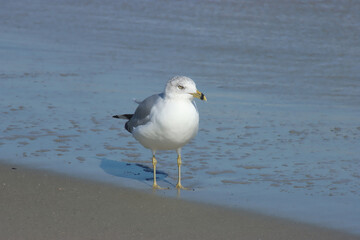 Gull in the Ocean