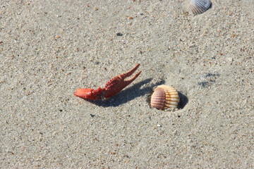 Remains of Sea Creatures