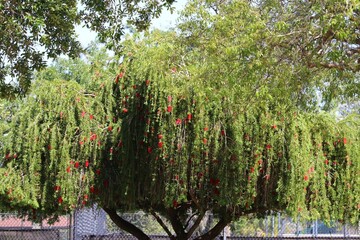 bottlebrush tree in the landscape